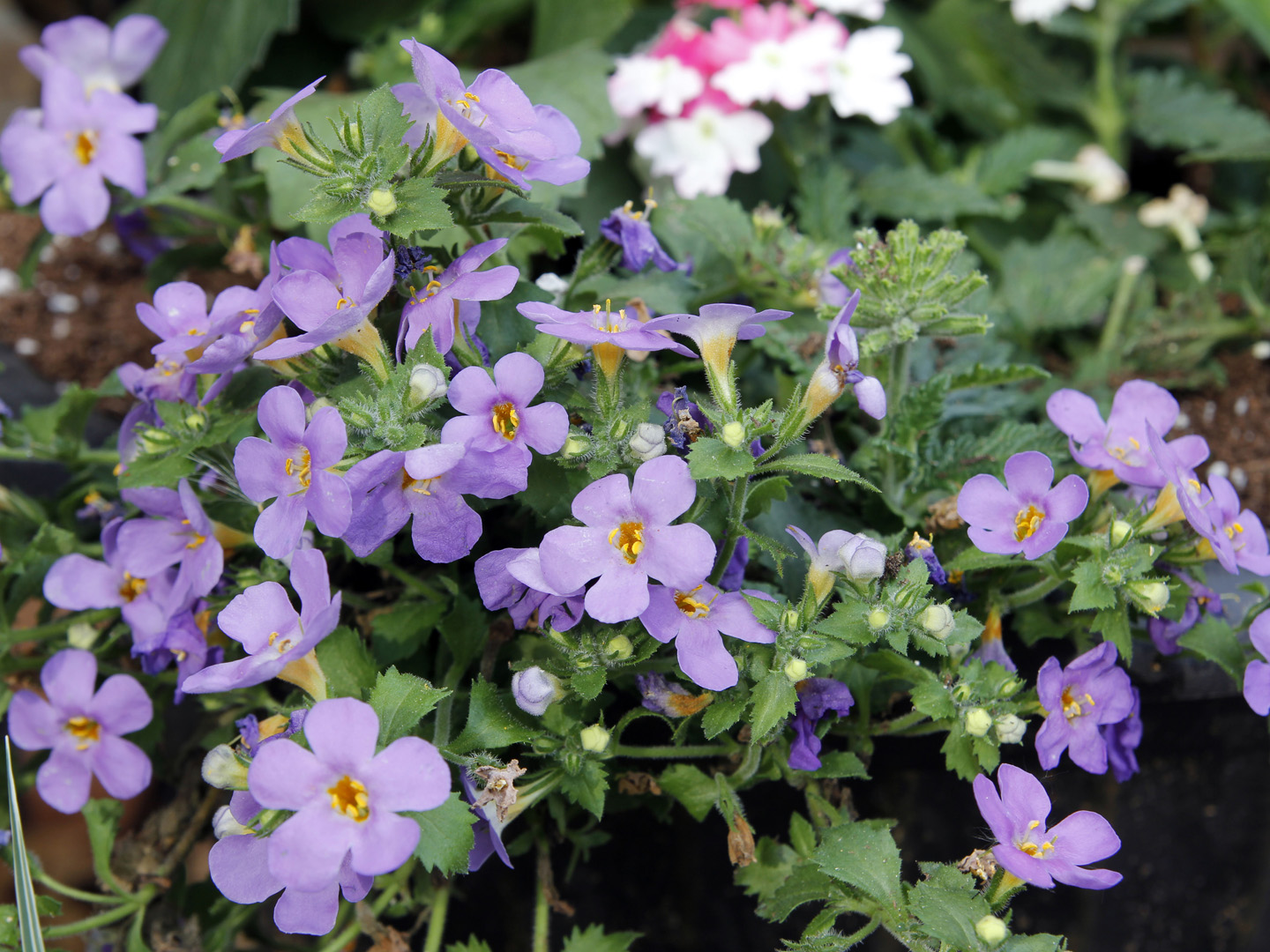 Bacopa "Gulliver Blue"